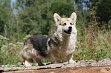 CORGI PEMBROKE 215
